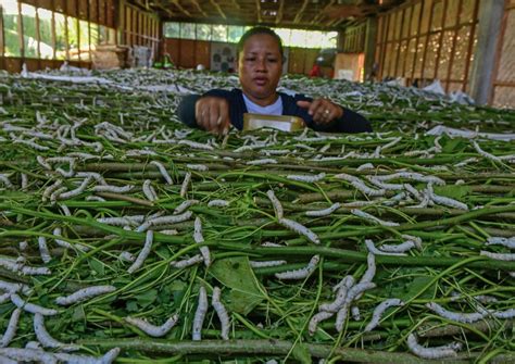 silk farms in lyon brazil